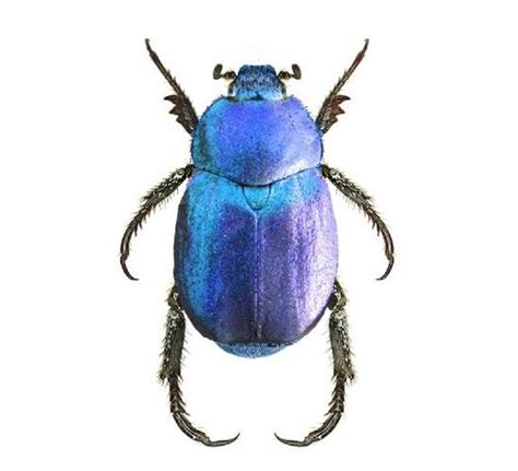el escarabajo azul-1
